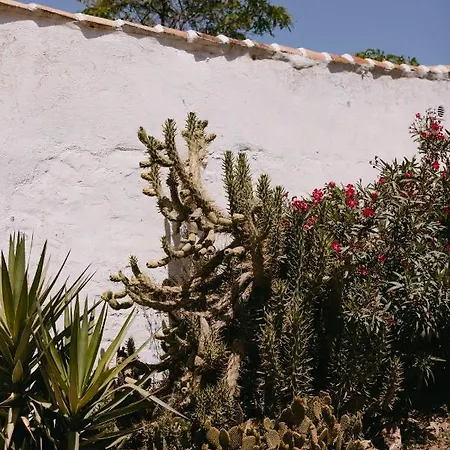 Serrato